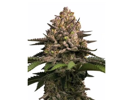 Feminizované semená JEALOUSY od RAMA SEEDS – výnosný hybrid s THC až 25 % a výraznou vôňou citrusov a korenia