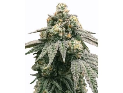 Peanut Butter Breath feminizované konopné semienka RAMA SEEDS – vysoký obsah THC, oriešková chuť a purpurové puky