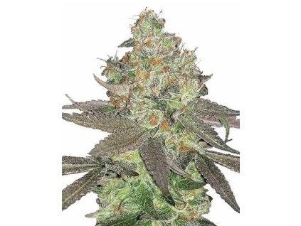 APPLE FRITTER FEM. – feminizovaný hybrid od RAMA SEEDS s jablkovo-sladkou chuťou a silným účinkom. Na Vaporama.sk.