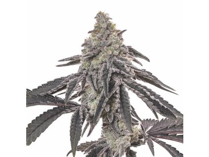 DEATH STAR – silná indika od RAMA SEEDS s ťažkou arómou paliva a zeme, ideálna na večerný oddych. Na Vaporama.sk
