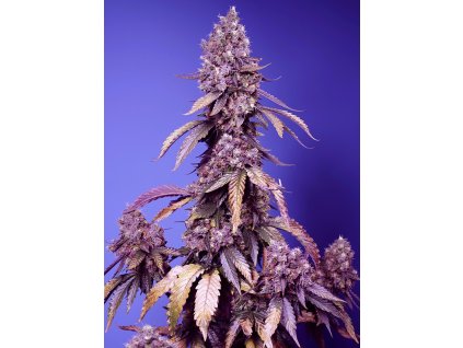 Feminizované semená BLACK MUFFIN FAST F1 od SWEET SEEDS - sladký hybrid s čokoládovou arómou. Nájdete na Vaporama.sk.