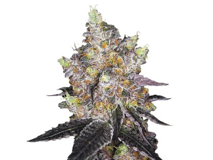 Watermelon Auto samokvitnúce konopné semená od RAMA SEEDS s tropickou chuťou a vysokým výnosom