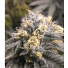 Feminizované semená KENS ORIGINAL GRAND DADDY PURPLE od GDP SEEDS - legendárna indika s hroznovou arómou. Nájdete na Vaporama.sk.