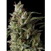Feminizované semená THE FUNK od GDP SEEDS - silný hybrid s intenzívnou arómou. Nájdete na Vaporama.sk.
