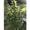 Feminizované semená GOLOSA EARLY VERSION od DELICIOUS SEEDS - rýchlo kvitnúca indika s intenzívnou arómou. Nájdete na Vaporama.sk.