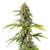 Feminizované konopné semená CHEESE CBD 1:1 od RAMA SEEDS – CBD/THC 1:1 pomer