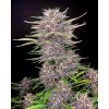 samokvitnuce-semena-banana-purple-punch-auto-fast-buds