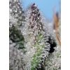 Samokvitnúce semená ORANGE APRICOT GLUE XL AUTO od SWEET SEEDS - ovocný hybrid s intenzívnou arómou. Nájdete na Vaporama.sk.
