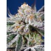 Samokvitnúce semená ORANGE APRICOT GLUE XL AUTO od SWEET SEEDS - ovocný hybrid s intenzívnou arómou. Nájdete na Vaporama.sk.