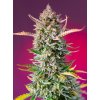 Feminizované semená GORILLA SHERBET FAST F1 od SWEET SEEDS - silný hybrid s krémovou arómou. Nájdete na Vaporama.sk