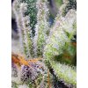 Feminizované semená SWEET MANDARINE ZKITTLEZ FAST F1 od SWEET SEEDS - ovocný hybrid s mandarínkovou arómou. Nájdete na Vaporama.sk.