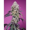 Feminizované semená SWEET MANDARINE ZKITTLEZ FAST F1 od SWEET SEEDS - ovocný hybrid s mandarínkovou arómou. Nájdete na Vaporama.sk.
