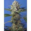 Feminizované semená CRYSTAL CANDY FAST F1 od SWEET SEEDS - sladký hybrid s ovocnou arómou. Nájdete na Vaporama.sk.