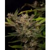 samokvitnuce-semena-ztrawberriez-auto-fast-buds