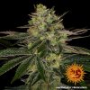 Feminizované semená GORILLA ZKITTLEZ od BARNEYS FARM - hybrid s ovocnou arómou. Nájdete na Vaporama.sk.
