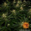 Feminizované semená GORILLA ZKITTLEZ od BARNEYS FARM - hybrid s ovocnou arómou. Nájdete na Vaporama.sk.