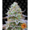 Feminizované semená GORILLA ZKITTLEZ od BARNEYS FARM - hybrid s ovocnou arómou. Nájdete na Vaporama.sk.