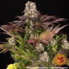 feminizovane-semena-purple-punch-x-lemon-barneys-farm