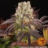 feminizovane-semena-purple-punch-x-lemon-barneys-farm