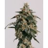Rýchlokvitnúce semená JACK HERER FAST od RAMA SEEDS – vysoké THC, energizujúci efekt a rýchle kvitnutie