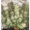 Samokvitnúce semená GLUEBERRY OG AUTO od DUTCH PASSION - hybrid s ovocnou a dieselovou arómou. Nájdete na Vaporama.sk.