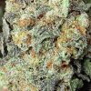 COOKIES x GORILLA FEM. – silný a sladký hybrid od RAMA SEEDS s bohatou arómou a živicou. Na Vaporama.sk