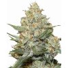 COOKIES x GORILLA FEM. – silný a sladký hybrid od RAMA SEEDS s bohatou arómou a živicou. Na Vaporama.sk