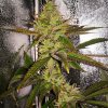 Feminizované semená CALI CRITICAL MASS od SEEDSMAN SEEDS - výnosná indika s citrusovou arómou. Nájdete na Vaporama.sk.