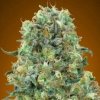 Feminizované semená CALI CRITICAL MASS od SEEDSMAN SEEDS - výnosná indika s citrusovou arómou. Nájdete na Vaporama.sk.