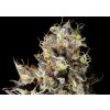 Feminizované semená CALI CRITICAL MASS od SEEDSMAN SEEDS - výnosná indika s citrusovou arómou. Nájdete na Vaporama.sk.