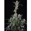 Samokvitnúce semená ALASKAN BANANABERRY AUTO od SEEDSMAN SEEDS - hybrid s banánovo-jahodovou arómou. Nájdete na Vaporama.sk.