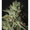 Samokvitnúce semená GORILLA CANDY AUTO od SEEDSMAN SEEDS - sladký hybrid s intenzívnou arómou. Nájdete na Vaporama.sk.