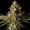 Feminizované semená GORILLA GAS F1 FAST od SEEDSMAN SEEDS - silný hybrid s dieselovou arómou. Nájdete na Vaporama.sk.