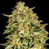 Feminizované semená GORILLA GAS F1 FAST od SEEDSMAN SEEDS - silný hybrid s dieselovou arómou. Nájdete na Vaporama.sk.
