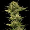Feminizované semená BLUEBERRY PIE F1 FAST od SEEDSMAN SEEDS - hybrid s čučoriedkovou arómou a sladkým podtónom. Nájdete na Vaporama.sk.
