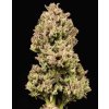 Samokvitnúce semená COOKIE APPLE OG F1 AUTO od SEEDSMAN SEEDS - sladký hybrid s jablkovo-korenenou arómou. Nájdete na Vaporama.sk.