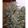 Samokvitnúce semená LARRY LEMON OG AUTO od SEEDSMAN SEEDS - citrusový hybrid s osviežujúcou arómou. Nájdete na Vaporama.sk.
