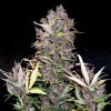 samokvitnuce-semena-purple-ryder-auto-doctors-choice