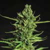 samokvitnuce-semena-devotchka-auto-doctors-choice