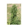 Feminizované semená MOROCCO BELDIA KIF od ACE SEEDS - tradičná marocká odroda s jemným účinkom. Nájdete na Vaporama.sk.
