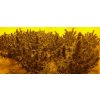 Feminizované semená MOROCCO BELDIA KIF od ACE SEEDS - tradičná marocká odroda s jemným účinkom. Nájdete na Vaporama.sk.