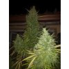 Feminizované semená MOROCCO BELDIA KIF od ACE SEEDS - tradičná marocká odroda s jemným účinkom. Nájdete na Vaporama.sk.