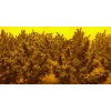 Feminizované semená MOROCCO BELDIA KIF od ACE SEEDS - tradičná marocká odroda s jemným účinkom. Nájdete na Vaporama.sk.