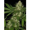 Feminizované semená CONGO od ACE SEEDS - energizujúca sativa s tropickou arómou. Nájdete na Vaporama.sk.