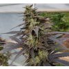 Feminizované semená ZAMALDELICA x KALI CHINA od ACE SEEDS - exotický hybrid s vyváženým účinkom a tropickou arómou. K dispozícii na Vaporama.sk