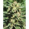 Feminizované semená NEPAL JAM od ACE SEEDS - sativa s rýchlym rastom a príjemným účinkom. Nájdete na Vaporama.sk.