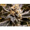 Feminizované semená CONFIDENTIAL PURP od GRAND DADDY GENETICS - silná indika s hroznovou arómou. Nájdete na Vaporama.sk.