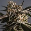 Feminizované semená ICE COLD od TRILOGENE SEEDS - hybrid s osviežujúcou arómou. Nájdete na Vaporama.sk.