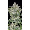 SOUR JEALOUSY AUTO – silná samokvitnúca sativa od FAST BUDS s 29 % THC a kyslou arómou. Dostupné na Vaporama.sk.