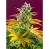 Feminizované semená GORILLA GIRL FAST F1 od SWEET SEEDS - silný hybrid s vysokým obsahom THC. Nájdete na Vaporama.sk.